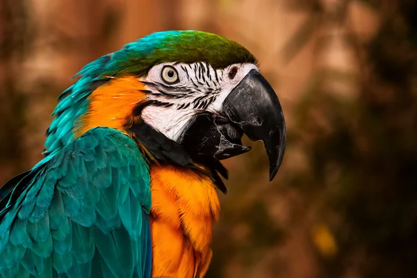 Kék zöld narancs Ara papagáj portré Vértes beszél Stock Fotó