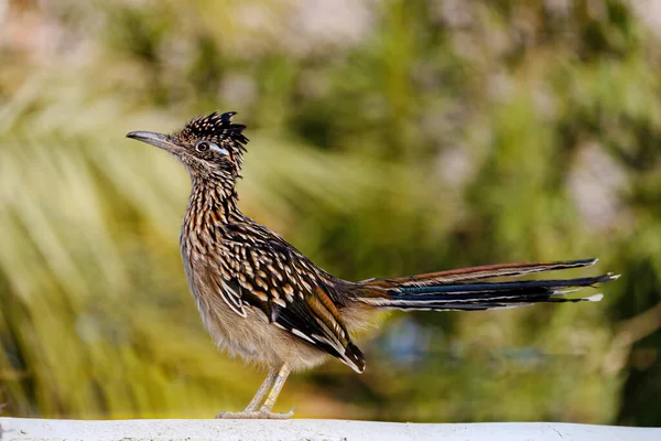 Road Runner Bird Perched Ground — Stock Photo, Image