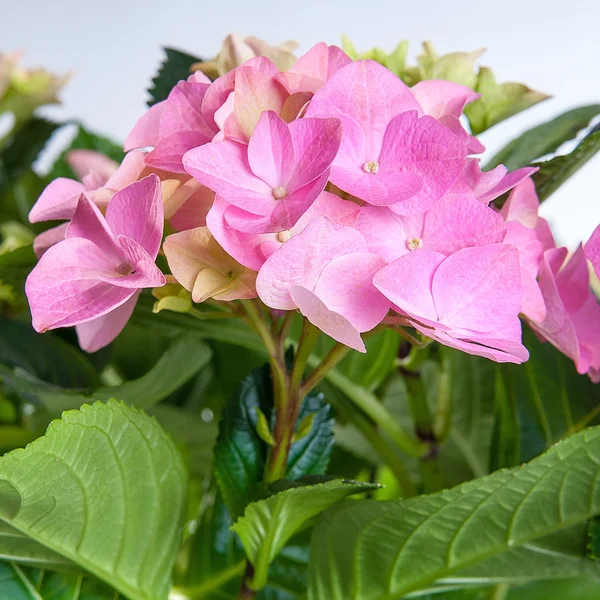 Hydrangea rosa floreciendo en hojas verdes — Foto de Stock