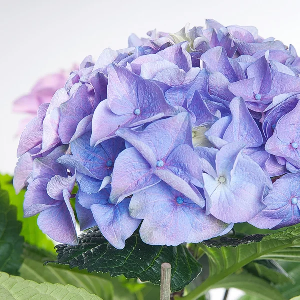 Hydrangea blue blooming in green leaves — Stock Photo, Image