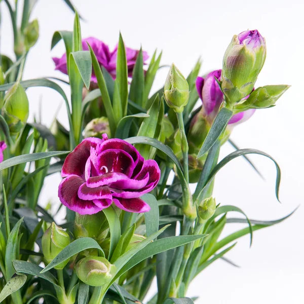 Carnation purple bloom on white background — Stock Photo, Image