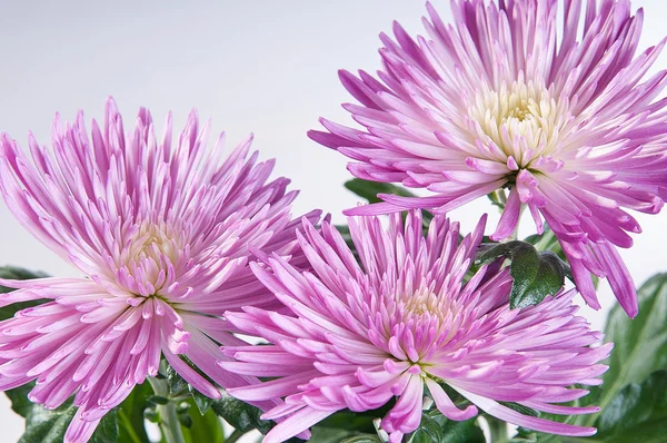 Chrysanthemum purple on a white background — Stock Photo, Image