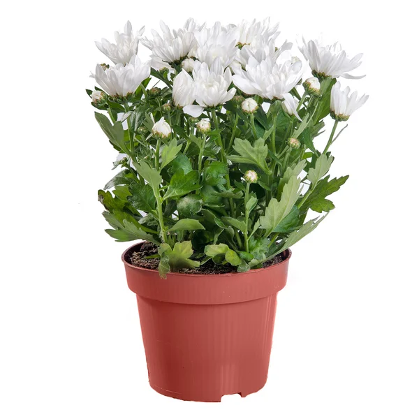 Le chrysanthème blanc dans un pot sur fond blanc — Photo