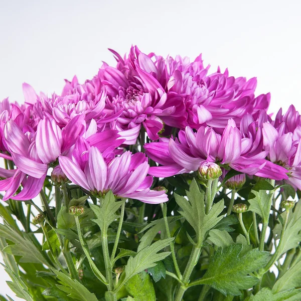 Chrysanthemum pink lot on white background — Stock Photo, Image