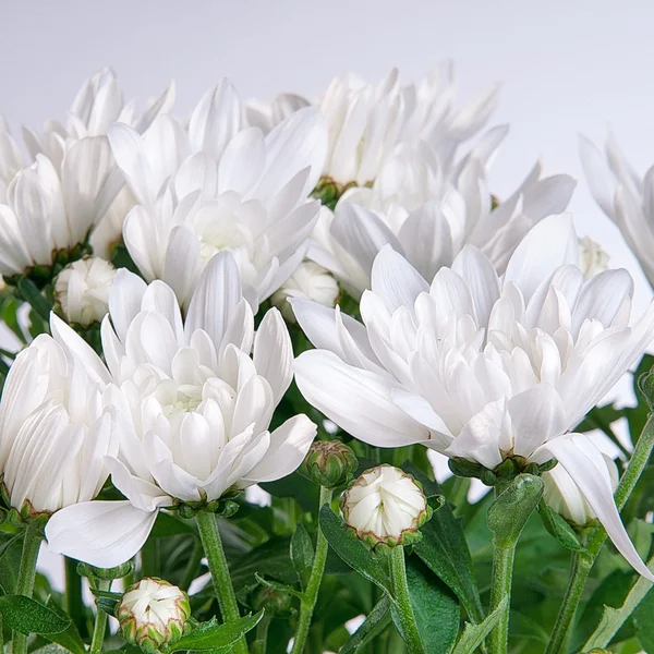 Chrysanthemum white on a gray background — Stock Photo, Image