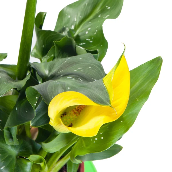 Calla yellow on a white background Stock Picture