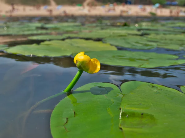 Water lily plants — Stock Photo, Image