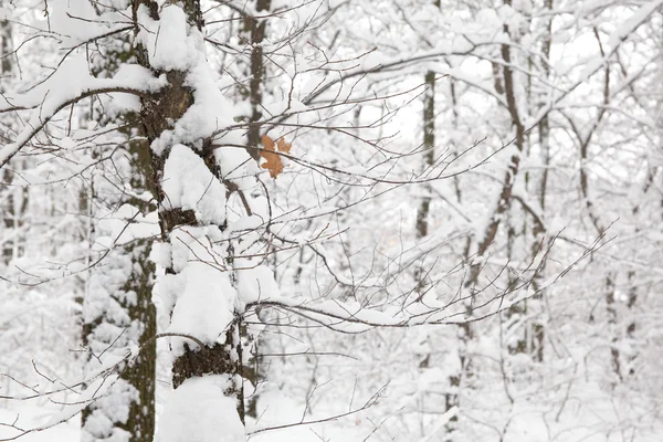 Träd i snö bakgrunden — Stockfoto