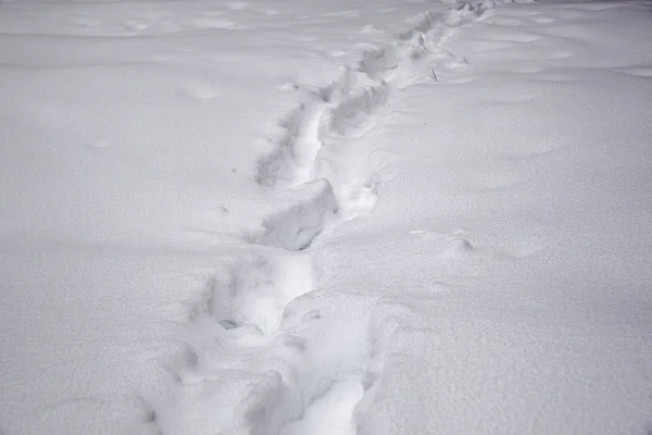 Pad in sneeuw — Stockfoto