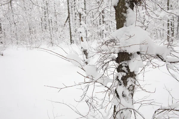 Winter forest närbild bakgrund — Stockfoto