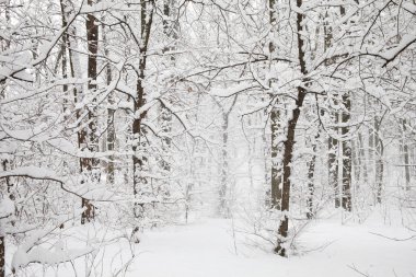 Ormana kar yağışı