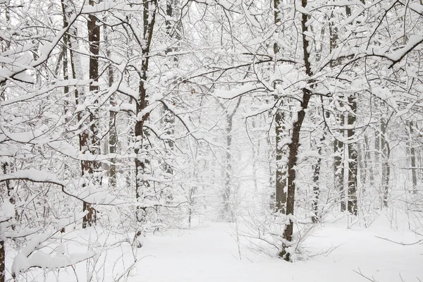 Ormana kar yağışı