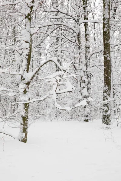 Skogen i snö — Stockfoto