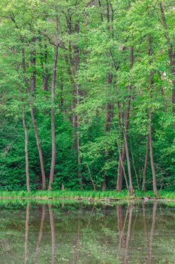 Sakin bir yaz gününde su yüzeyine yansıyan ağaçlar