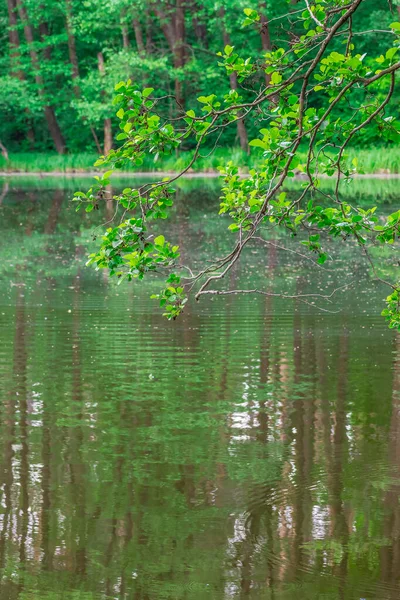 Ast Eines Baumes Hängt Sommer Über Dem See — Stockfoto