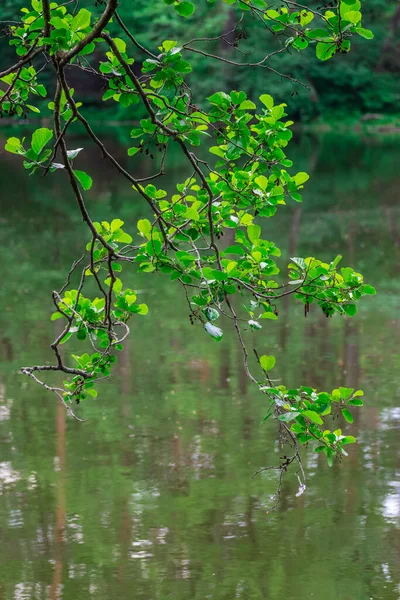 Ast Eines Baumes Hängt Sommer Über Dem Ruhigen See — Stockfoto