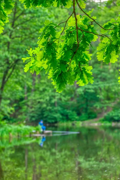 Eichenzweig Mit Blättern Über Dem See Sommer — Stockfoto
