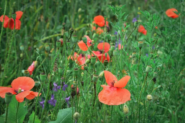 Skupina Divokých Makových Květů Kvetoucích Pšeničném Poli — Stock fotografie