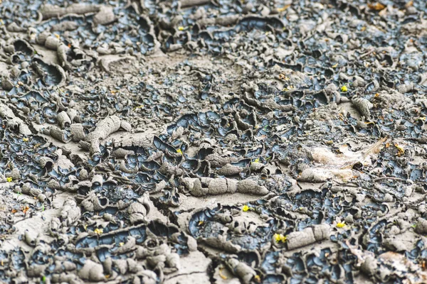 Тріщини Ґрунту Сухому Кліматі Яких Тонах — стокове фото