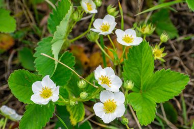 Bahçede çiçek açan çilekler.