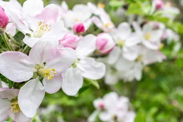 Bellissimo Melo Che Fiorisce Primavera — Foto Stock