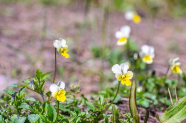 Güneşli bir günde ormandaki vahşi ibneler