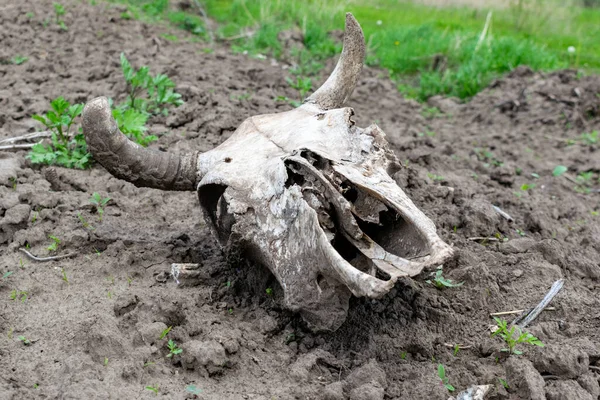 Cow skull on the field in summer