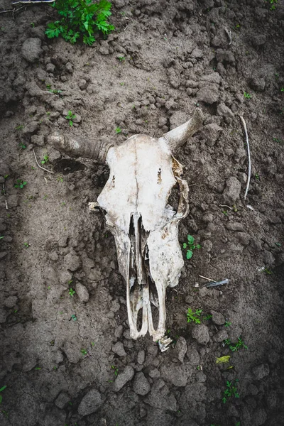 Cow skull on the field grungy view
