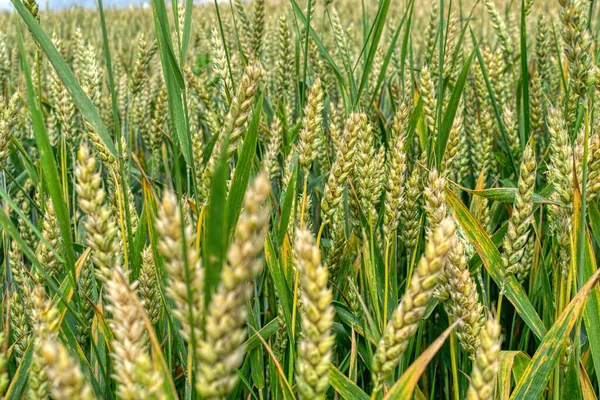 Field Ripening Wheat Summer Closeup Foto Stock
