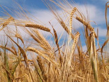 altın buğday
