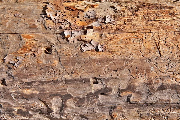 Textura de madeira — Fotografia de Stock