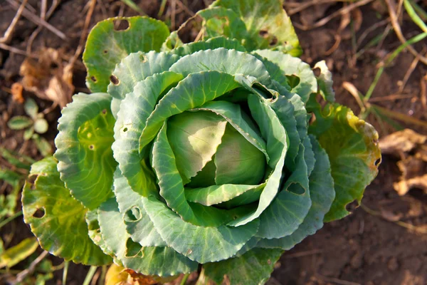 Kohl nach Schädlingen — Stockfoto