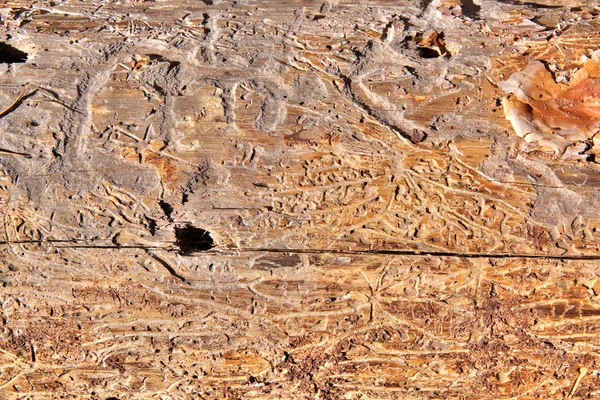 Textura de madeira — Fotografia de Stock