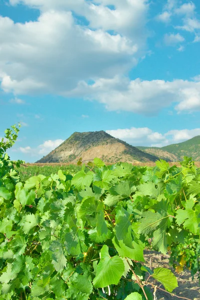 Üzüm bağı — Stok fotoğraf