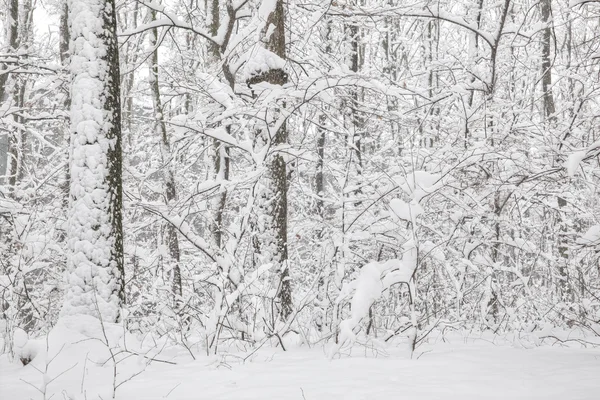 Foresta invernale — Foto Stock