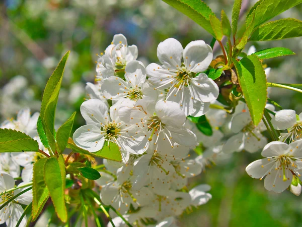 Fiore di ciliegio — Foto Stock