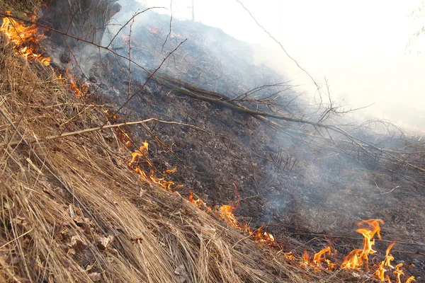 Forest fires — Stock Photo, Image