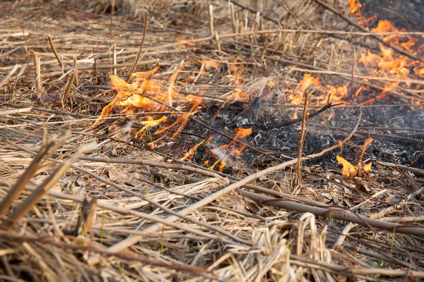 Forest fires — Stock Photo, Image