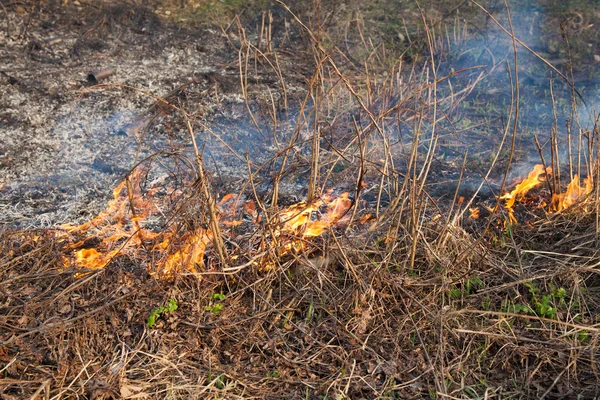 森林大火 — 图库照片