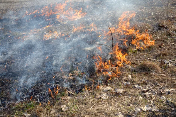 Forest fires — Stock Photo, Image