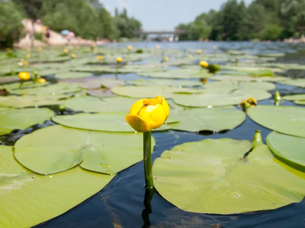 Water lilies — Stock Photo, Image