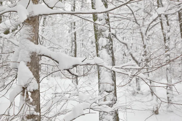 Foresta invernale — Foto Stock