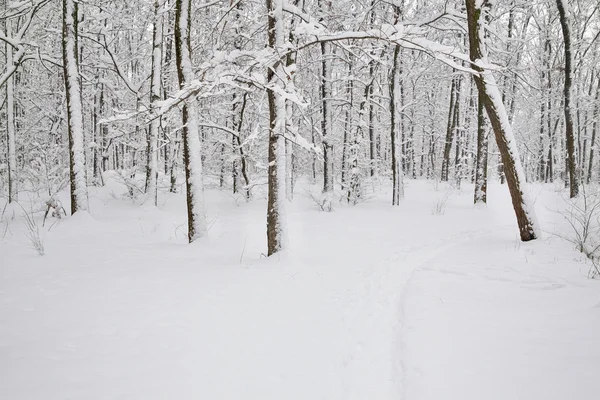 Foresta invernale — Foto Stock