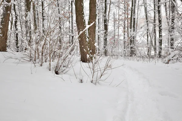 Alberi nella neve — Foto Stock