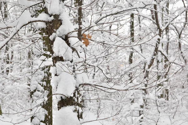 Träd i snö — Stockfoto