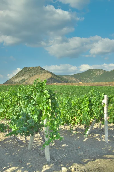 Vineyard peyzaj — Stok fotoğraf