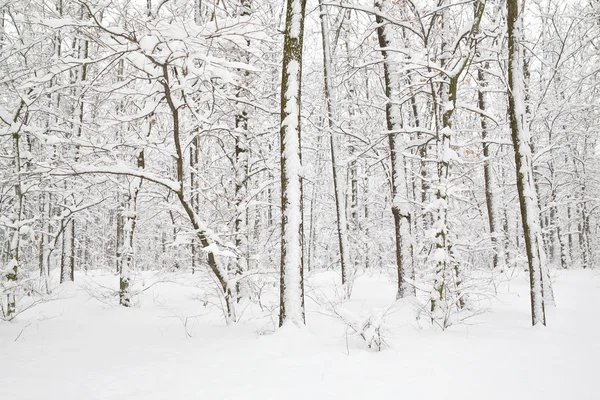 Árvores na neve — Fotografia de Stock