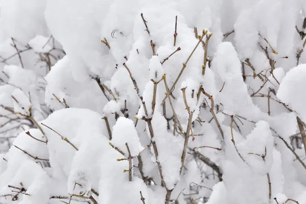 Buske under snö — Stockfoto