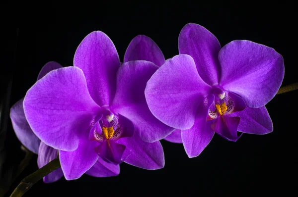 Flor de orquídea fúcsia — Fotografia de Stock