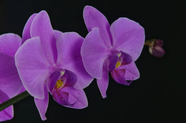 Цветок орхидеи Фуксии — стоковое фото